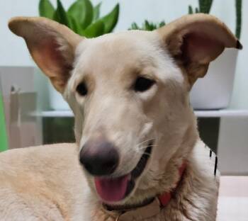 Rescue Shepherd and Mixed Breed Dogs for Adoption in Biloxi, Mississippi - Biscuit | PetCurious
