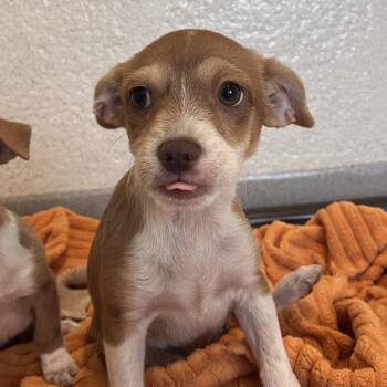 Morticia -  Mixed Breed Dog for Adoption in Los Angeles, California - Morticia | PetCurious