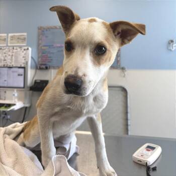 Mixed Breed Dogs Available for Adoption in Las Cruces, New Mexico - Tinker Bell | PetCurious