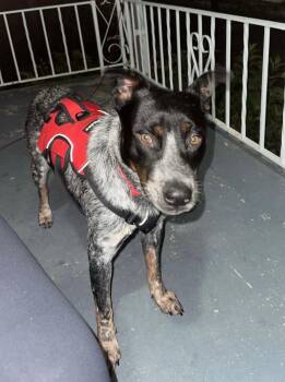 Toby -  Australian Cattle Dog Blue Heeler Dog for Adoption in Detroit, Michigan - Toby | PetCurious