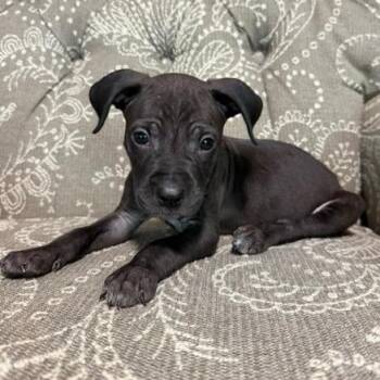Andy -  Mixed Breed Dog for Adoption in Cincinnati, Ohio - Andy | PetCurious