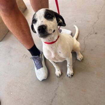 Liv -  Mixed Breed Dog for Adoption in Winston-salem, North Carolina - Liv | PetCurious