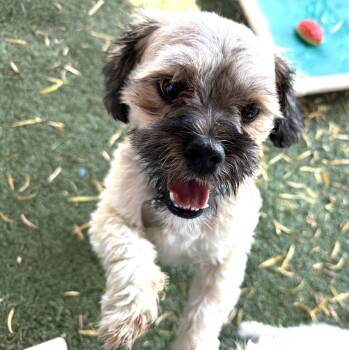Magnum -  Shih Tzu Dog for Adoption in Canutillo, Texas - Magnum | PetCurious
