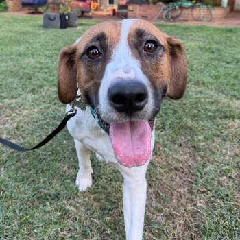 Dunkin -  Hound and Labrador Retriever Dog for Adoption in Troy, Virginia - Dunkin | PetCurious