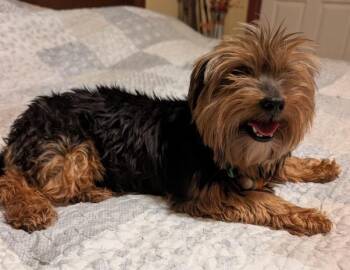 Mimi -  Yorkshire Terrier Dog for Adoption in Watertown, Connecticut - Mimi | PetCurious