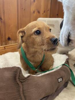 Phineas -  Terrier Dog for Adoption in Raleigh, North Carolina - Phineas | PetCurious