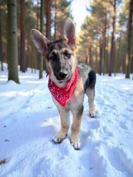 German Shepherd Dog and Mixed Breed Dogs Available for Adoption - JAGGER | PetCurious