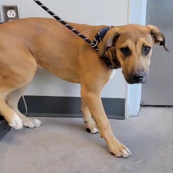 109416 -  Mixed Breed Dog for Adoption in Las Cruces, New Mexico - 109416 | PetCurious