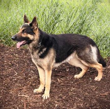 German Shepherd Dog Dogs Available for Adoption in Pleasant Grove, California - Koda | PetCurious