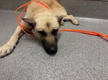 TRUCE -  German Shepherd Dog and Mixed Breed Dog for Adoption in Tustin, California - TRUCE | PetCurious