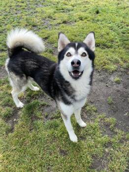 Silas - ADOPTABLE -  Husky Dog for Adoption in Chilliwack, British Columbia - Silas - ADOPTABLE | PetCurious