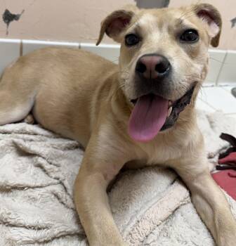 Bailey -  Labrador Retriever and Pit Bull Terrier Dog for Adoption in Upper Sandusky, Ohio - Bailey | PetCurious