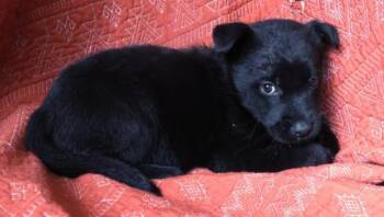 Faygo -  German Shepherd Dog Dog for Adoption in Thief River Falls, Minnesota - Faygo | PetCurious