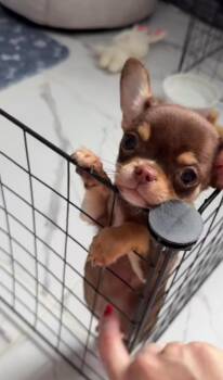 Mini -  Chihuahua Dog for Adoption in Bolton, Connecticut - Mini | PetCurious