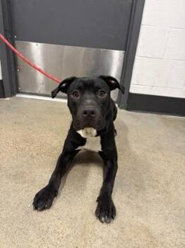 Pit Bull Terrier Dogs Available for Adoption in Cleveland, Ohio - Keno | PetCurious