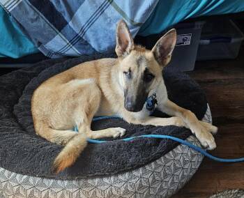 Gordy -  German Shepherd Dog Dog for Adoption in Fredonia, Wisconsin - Gordy | PetCurious