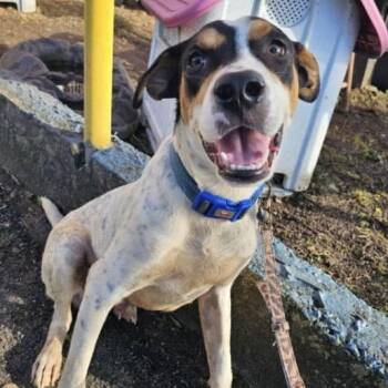 Rescue Mixed Breed Dogs for Adoption in San Juan, San Juan - Lilo | PetCurious