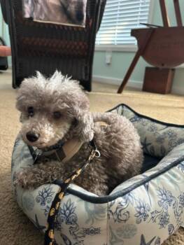 Nico -  Miniature Poodle Dog for Adoption in Williamsburg, Virginia - Nico | PetCurious