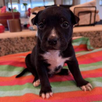 Mixed Breed Dogs Available for Adoption in Keaau, Hawaii - Ohai | PetCurious