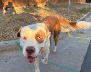 Chuck -  American Bulldog and Pit Bull Terrier Dog for Adoption in Boulder, Colorado - Chuck | PetCurious