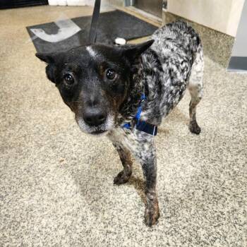 Australian Cattle Dog Blue Heeler Dogs Available for Adoption - Cheryl | PetCurious