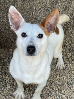 Fin -  Jack Russell Terrier Dog for Adoption in Lacon, Illinois - Fin | PetCurious