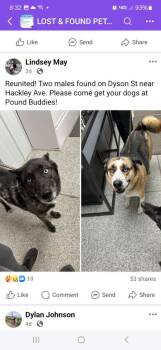 Grimm-McKinney -  Shepherd and Husky Dog Available for Adoption in Muskegon, Michigan - Grimm-McKinney | PetCurious