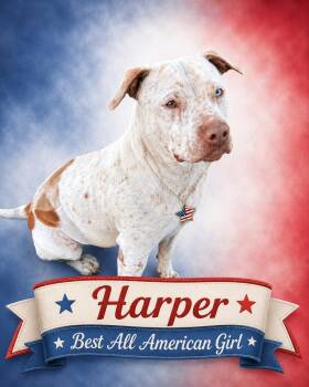 Harper - Sexy Street Walker -  American Bulldog and American Staffordshire Terrier Dog for Adoption in Green Ridge, Missouri - Harper - Sexy Street Walker | PetCurious