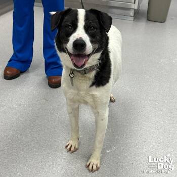 Spaniel and Pointer Dogs Available for Adoption in Washington, District Of Columbia - Cece | PetCurious