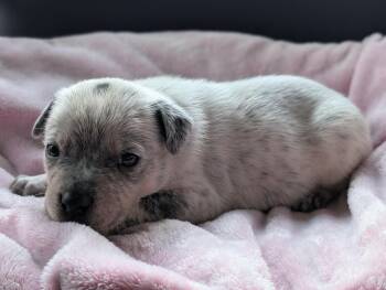 Rescue American Staffordshire Terrier Dogs for Adoption in Boise, Idaho - Gomez | PetCurious