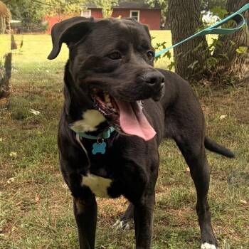 Shadow -  Labrador Retriever Dog for Adoption in Silver Spring, Maryland - Shadow | PetCurious