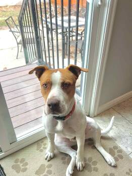 Rescue Pit Bull Terrier Dogs for Adoption in Salt Lake City, Utah - Jackal | PetCurious