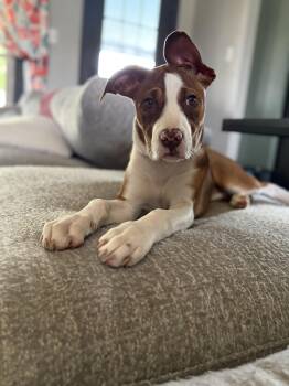Dottie -  American Staffordshire Terrier Dog for Adoption in Baker, Louisiana - Dottie | PetCurious