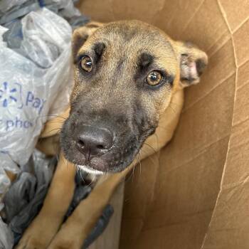 Robin -  Mixed Breed Dog for Adoption in Roxboro, North Carolina - Robin | PetCurious