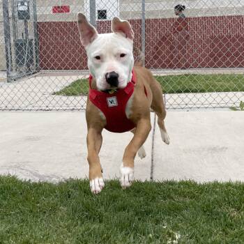 Baby Girl -  Mixed Breed Dog for Adoption in Murray, Utah - Baby Girl | PetCurious