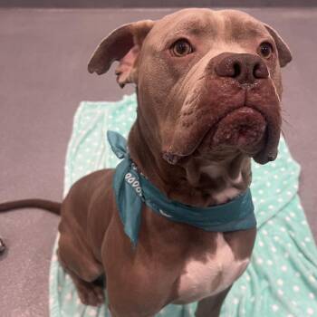 Coco -  Mixed Breed Dog for Adoption in Canal Winchester, Ohio - Coco | PetCurious