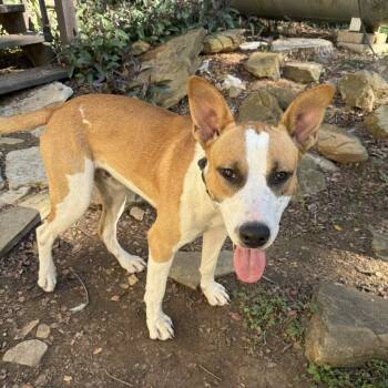 Rescue Pit Bull Terrier and Shepherd Dogs for Adoption in Bastrop, Texas - Rex 25-11-026 | PetCurious