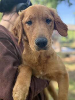 Golden Retriever Dogs Available for Adoption in Wayne, New Jersey - Golden Girl | PetCurious