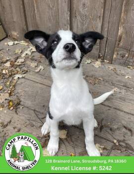 Poptart -  Mixed Breed Dog for Adoption in Stroudsburg, Pennsylvania - Poptart | PetCurious