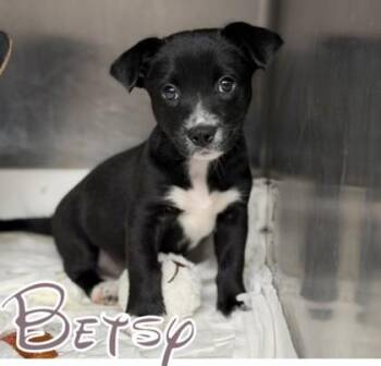 Betsy -  Entlebucher and Mixed Breed Dog for Adoption in Morton Grove, Illinois - Betsy | PetCurious