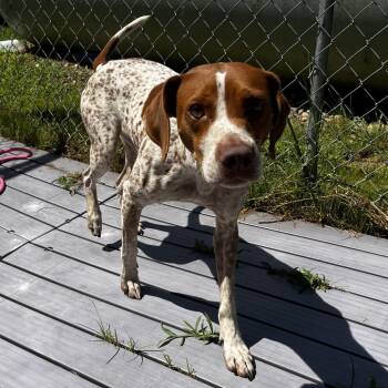 Merida -  German Shorthaired Pointer and Mixed Breed Dog for Adoption in Jacksboro, Tennessee - Merida | PetCurious