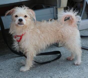 Mimi -  Poodle and Terrier Dog for Adoption in Harrison, New York - Mimi | PetCurious