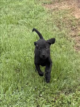 Labrador Retriever Dogs Available for Adoption in Grovetown, Georgia - PINKY PIE | PetCurious