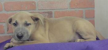 DYLAN -  Labrador Retriever and Mixed Breed Dog for Adoption in Houston, Texas - DYLAN | PetCurious