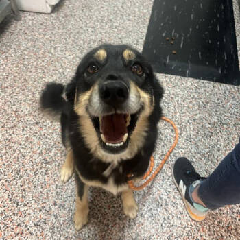 Rescue Mixed Breed and Australian Shepherd Dogs for Adoption in Salt Lake City, Utah - Atlas | PetCurious