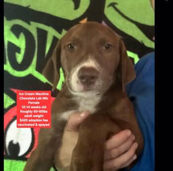 Ice Cream Machine -  Chocolate Labrador Retriever Dog for Adoption in Oviedo, Florida - Ice Cream Machine | PetCurious