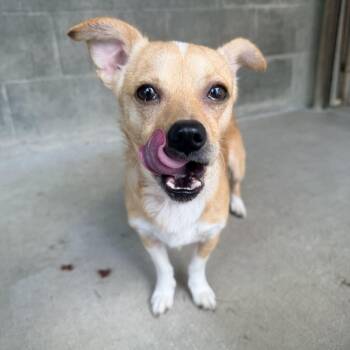 Chihuahua and Pomeranian Dogs Available for Adoption - Chip | PetCurious