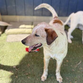 Biscuit -  Australian Cattle Dog Blue Heeler and Border Collie Dog for Adoption in Amarillo, Texas - Biscuit | PetCurious