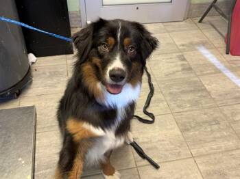TOBY -  Australian Shepherd and Mixed Breed Dog for Adoption in Grand Prairie, Texas - TOBY | PetCurious
