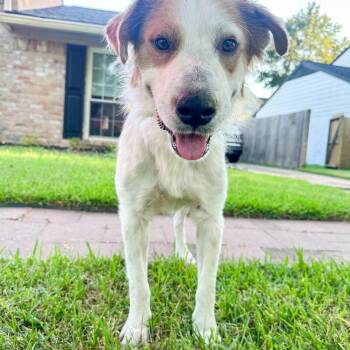 Sully -  Great Pyrenees and Mixed Breed Dog for Adoption in Oak Ridge North, Texas - Sully | PetCurious